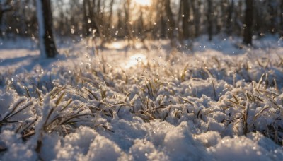 outdoors,day,blurry,tree,no humans,depth of field,nature,scenery,snow,forest,snowing,winter,bare tree,sky,cloud,sunlight,grass,branch