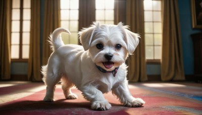 HQ,solo,looking at viewer,open mouth,blue eyes,full body,day,tongue,indoors,tongue out,blurry,black eyes,collar,no humans,window,depth of field,animal,sunlight,curtains,all fours,dog,realistic,animal focus,carpet,rug,pet,standing,tail,wooden floor,white fur,red collar,animal collar,painting (object)