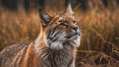 solo,looking at viewer,brown eyes,closed mouth,signature,blurry,no humans,animal,cat,realistic,animal focus,whiskers,blurry background,grass