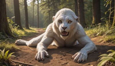 solo,looking at viewer,open mouth,full body,yellow eyes,outdoors,lying,teeth,day,tongue,blurry,tree,no humans,depth of field,animal,fangs,grass,plant,on stomach,nature,claws,forest,realistic,animal focus,tiger,blurry background,leaf