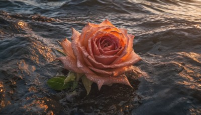 flower,outdoors,sky,cloud,water,no humans,rose,ocean,cloudy sky,fire,red flower,scenery,red rose,horizon,waves,leaf,rain