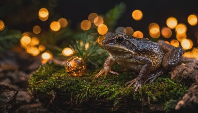 outdoors,blurry,no humans,depth of field,blurry background,animal,claws,monster,rock,realistic,turtle,dinosaur,lying,tree,grass,plant,nature,scenery,lantern,scales,animal focus,moss,lizard