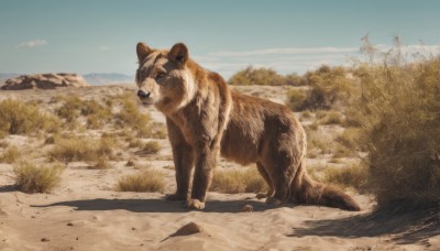 outdoors,sky,day,tree,blue sky,no humans,shadow,animal,grass,nature,scenery,mountain,realistic,animal focus,desert,cloud,signature,sand