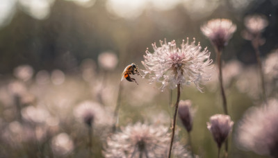 flower, blurry, no humans, depth of field, blurry background