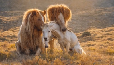 outdoors,sky,cloud,no humans,animal,cloudy sky,grass,scenery,realistic,riding,field,horse,standing,signature,animal focus,sheep,lion,goat