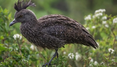 solo,flower,outdoors,day,signature,blurry,from side,tree,no humans,depth of field,blurry background,bird,animal,leaf,feathers,plant,white flower,nature,flying,realistic,branch,animal focus,talons,full body,crow,beak