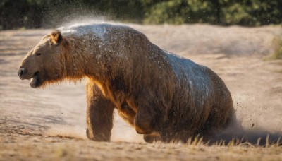 solo,outdoors,day,blurry,black eyes,from side,wet,no humans,depth of field,blurry background,animal,grass,realistic,animal focus,water