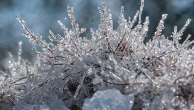 outdoors,sky,cloud,blurry,tree,no humans,depth of field,scenery,snow,branch,too many,solo,flower,bare tree