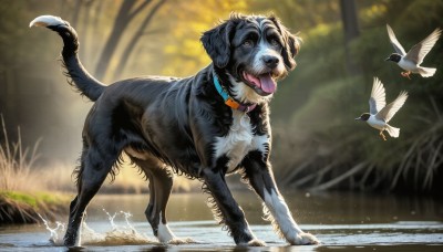 HQ,open mouth,outdoors,day,tongue,tongue out,blurry,collar,tree,no humans,depth of field,blurry background,bird,animal,nature,snow,dog,realistic,animal focus,animal collar,solo,standing,full body,signature,water,forest