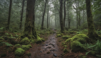 outdoors, tree, no humans, grass, plant, nature, scenery, forest, rock, green theme, path