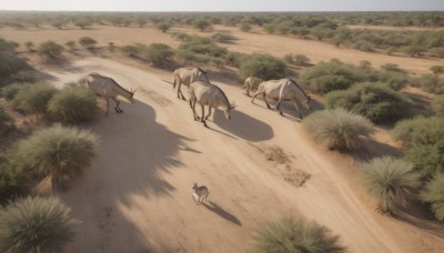 outdoors,lying,day,tree,no humans,shadow,animal,sunlight,grass,plant,nature,scenery,road,bush,dog,realistic,sand,field,animal focus,deer