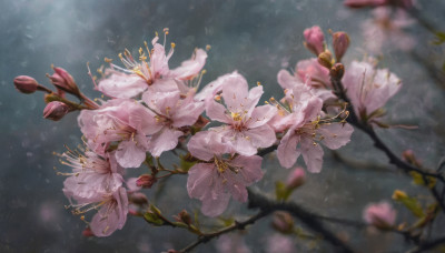 flower, outdoors, blurry, no humans, depth of field, cherry blossoms, scenery, pink flower, blurry foreground, realistic, branch, still life