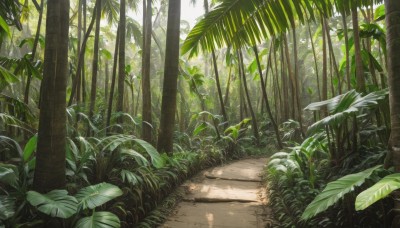 outdoors,day,tree,no humans,leaf,sunlight,grass,plant,nature,scenery,forest,dappled sunlight,green theme,road,bush,path