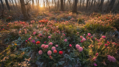 flower, outdoors, tree, no humans, sunlight, grass, plant, nature, scenery, forest, path