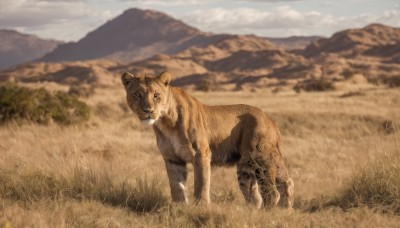 solo,outdoors,sky,day,cloud,blurry,no humans,depth of field,blurry background,animal,grass,scenery,mountain,realistic,field,animal focus,looking at viewer,cloudy sky,nature,tiger