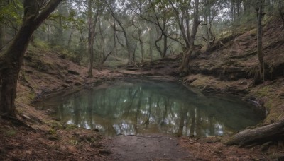 outdoors,day,water,tree,no humans,leaf,sunlight,grass,nature,scenery,forest,river,landscape,rock,fantasy,path,stream