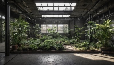 outdoors,day,indoors,tree,no humans,window,sunlight,plant,scenery,potted plant,shadow,grass