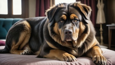 HQ,looking at viewer,brown eyes,yellow eyes,lying,indoors,blurry,pillow,no humans,window,bed,animal,on bed,on stomach,curtains,dog,realistic,lamp,animal focus,whiskers,solo,day,signature,table,sunlight