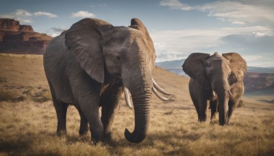 outdoors,sky,day,cloud,blue sky,no humans,animal,cloudy sky,grass,scenery,claws,monster,realistic,sand,desert,dinosaur,standing,field,animal focus,sheep,elephant