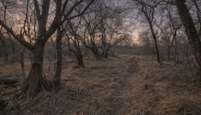 outdoors,sky,tree,no humans,grass,nature,scenery,forest,sunset,bare tree,landscape,path,sunlight,road,field