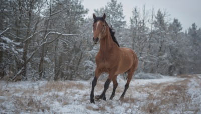 solo,looking at viewer,standing,full body,outdoors,sky,day,tree,no humans,animal,nature,scenery,snow,forest,snowing,realistic,animal focus,winter,horse,bare tree,blurry,grass,field,grey sky