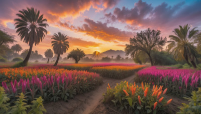 flower, outdoors, sky, cloud, tree, no humans, cloudy sky, grass, nature, scenery, sunset, palm tree, sun, road, field, path