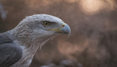 solo, looking at viewer, closed mouth, blurry, no humans, blurry background, bird, animal, realistic, animal focus