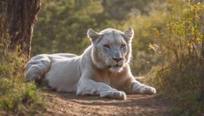 solo,looking at viewer,outdoors,lying,day,blurry,black eyes,tree,no humans,depth of field,blurry background,animal,grass,plant,on stomach,nature,forest,realistic,branch,animal focus,tiger,closed mouth