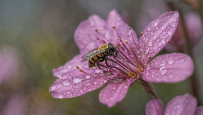 flower, wings, blurry, no humans, depth of field, blurry background, animal, bug, realistic, antennae