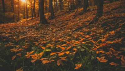 outdoors,day,tree,no humans,leaf,sunlight,grass,plant,nature,scenery,forest,sunset,road,autumn leaves,maple leaf,autumn,orange theme,path,traditional media,dappled sunlight