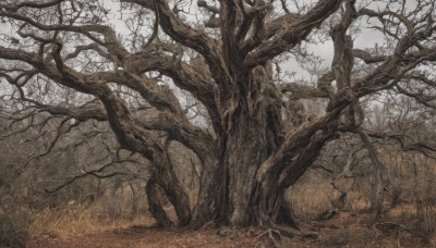 monochrome,outdoors,sky,tree,no humans,traditional media,grass,nature,scenery,forest,bare tree,plant,rock,landscape,brown theme