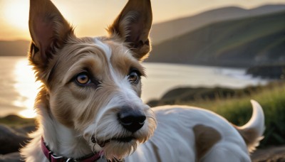 HQ,solo,brown eyes,outdoors,water,blurry,collar,no humans,animal,portrait,close-up,sunset,dog,mountain,realistic,animal focus,spiked collar,river,lake,sky,pokemon (creature),depth of field,blurry background,sunlight,reflection,sun,animal collar,sunrise