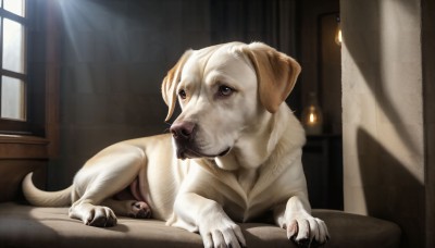 HQ,brown eyes,lying,day,indoors,no humans,window,bed,animal,on bed,sunlight,curtains,claws,dog,light rays,realistic,animal focus,tongue,light,white fur