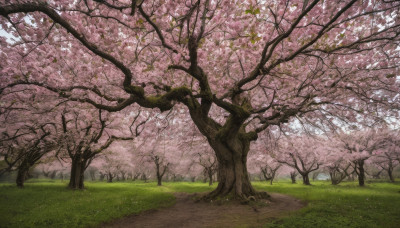 outdoors, sky, day, tree, no humans, traditional media, grass, cherry blossoms, scenery, path