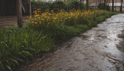 flower,outdoors,day,tree,no humans,grass,plant,building,nature,scenery,yellow flower,fence,road,bush,path