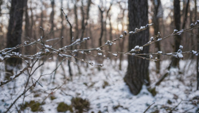 outdoors, blurry, tree, no humans, depth of field, nature, scenery, forest, branch, bare tree