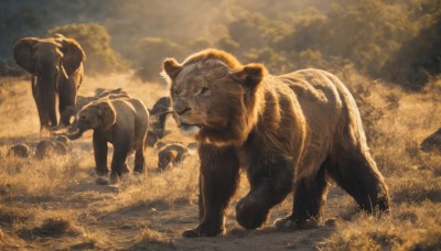 standing,outdoors,sky,cloud,signature,no humans,animal,cloudy sky,grass,rock,realistic,tusks,lion,animal focus