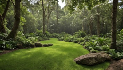 outdoors,day,tree,no humans,sunlight,grass,plant,nature,scenery,forest,rock,bush,green theme,path,river,landscape,moss