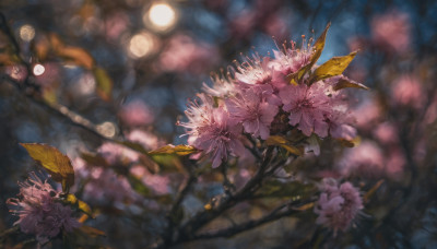 flower, outdoors, blurry, tree, no humans, depth of field, blurry background, leaf, cherry blossoms, scenery, pink flower, realistic, branch, still life