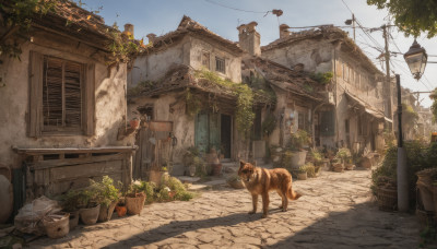 outdoors, sky, day, tree, no humans, window, animal, plant, building, scenery, dog, potted plant, road, house, power lines, street, utility pole, alley