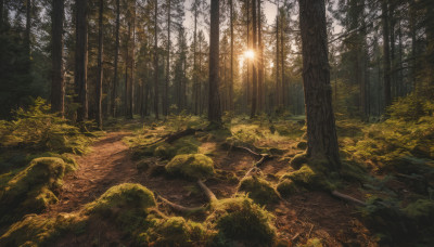 outdoors, tree, no humans, sunlight, grass, nature, scenery, forest, rock, bamboo