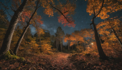 outdoors, sky, tree, dutch angle, no humans, night, leaf, star (sky), nature, night sky, scenery, forest, starry sky, autumn leaves, autumn