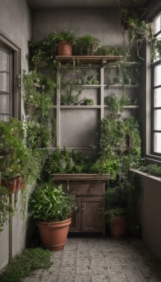 day,indoors,no humans,window,plant,scenery,door,potted plant,vines,flower pot,overgrown,building,wall