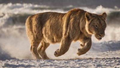 solo,looking at viewer,closed mouth,full body,outdoors,sky,cloud,blurry,black eyes,no humans,blurry background,animal,cloudy sky,mountain,realistic,animal focus,whiskers,day,depth of field,running