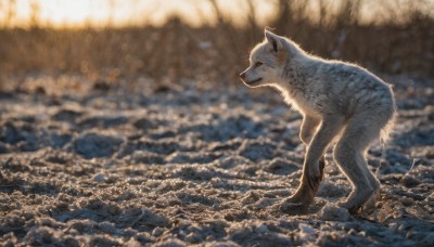 solo,closed mouth,standing,full body,outdoors,blurry,from side,no humans,profile,depth of field,blurry background,animal,scenery,realistic,animal focus,photo background,signature,water,ocean,sunlight,lens flare,splashing,waves