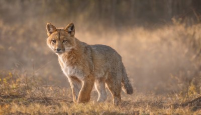 solo,brown eyes,closed mouth,standing,full body,outdoors,day,signature,blurry,no humans,depth of field,blurry background,animal,grass,nature,realistic,animal focus,looking at viewer,forest,field