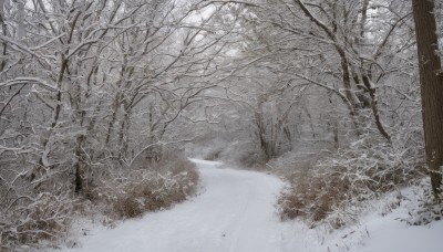 monochrome,greyscale,outdoors,tree,no humans,traditional media,grass,nature,scenery,snow,forest,winter,bare tree,1girl,solo,plant,road