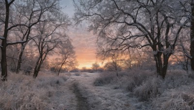 outdoors,sky,cloud,tree,no humans,sunlight,cloudy sky,grass,nature,scenery,snow,forest,sunset,sun,winter,bare tree,evening,landscape,gradient sky,orange sky,field