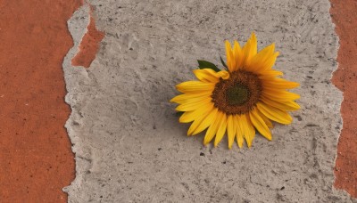 flower,outdoors,day,no humans,shadow,leaf,from above,yellow flower,sand,sunflower,still life,artist name,signature,water,beach,scenery,orange background