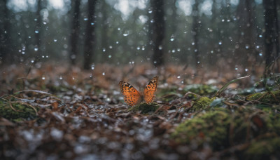 outdoors, blurry, tree, no humans, depth of field, bug, plant, butterfly, nature, scenery, forest